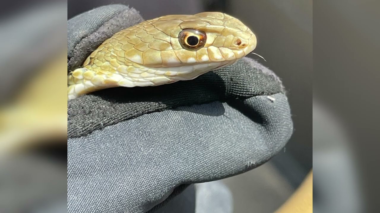 La Policía atrapa una serpiente venenosa en el interior de una vivienda de la Colonia San Miguel
